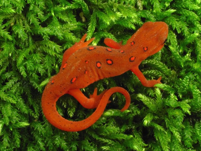 Обыкновенный Тритон Lissotriton vulgaris