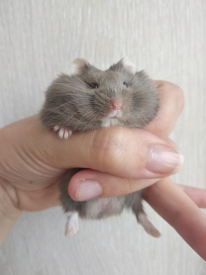 Джунгарский хомячок пятнистый