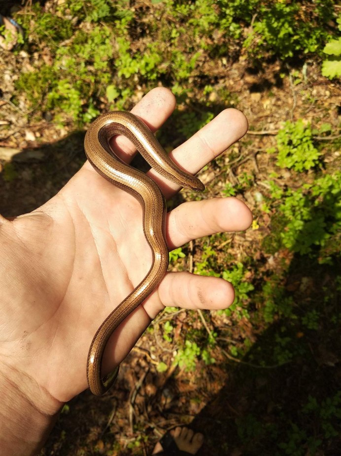 Змея в дикой природе