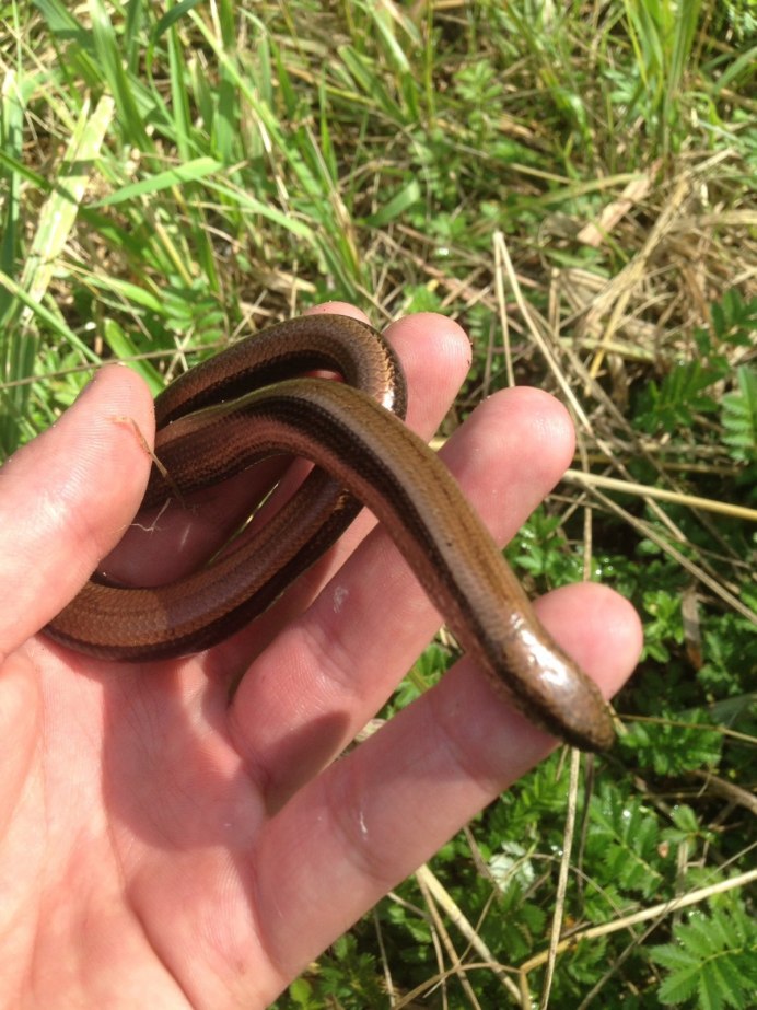 Бирюзовая гадюка