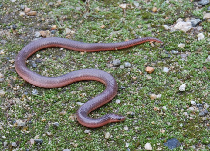 Змея медянка обыкновенная