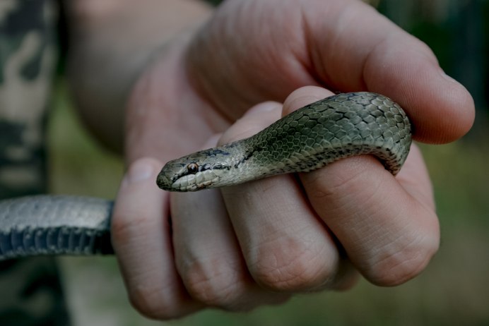 Гадюка, уж, веретеница, медянка.