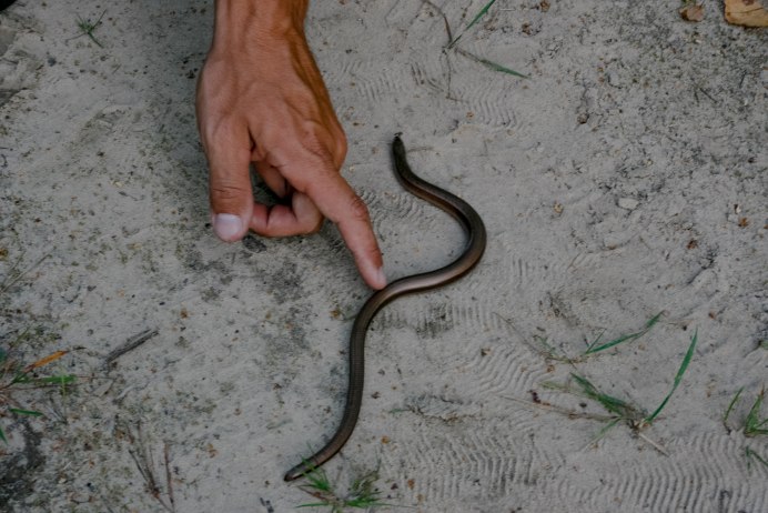 Змея Глухарь Сочи