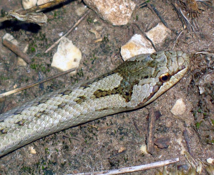 Черная Болотная гадюка