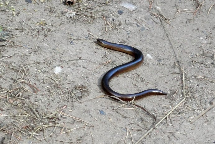 Травяная змея