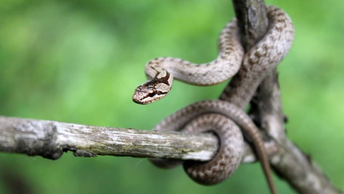 Медянка Змееныш