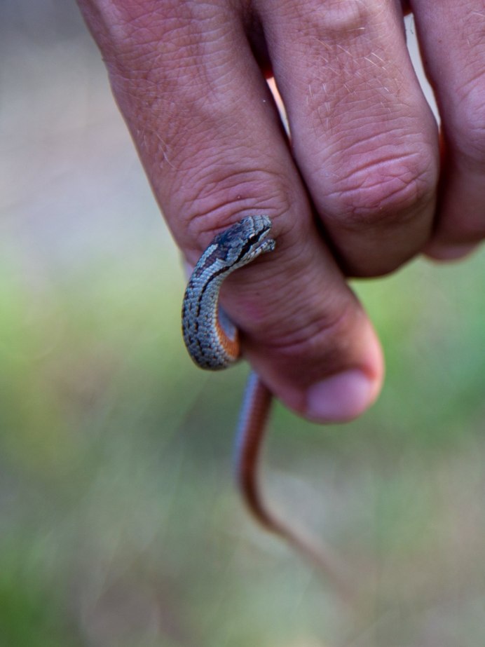 Змеи Владимирской области медянка