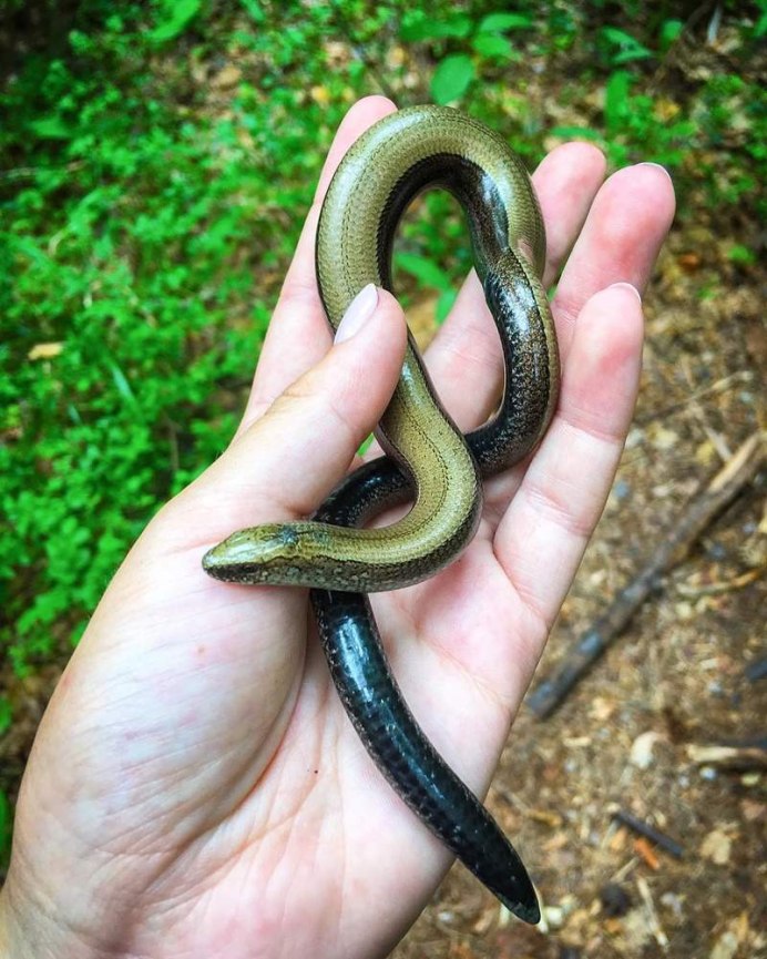 Гадюка, уж, веретеница, медянка.