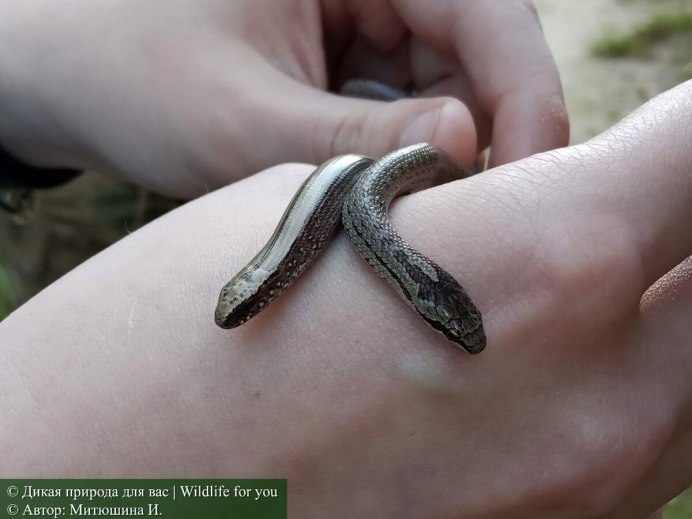 Зеленая змея Бали