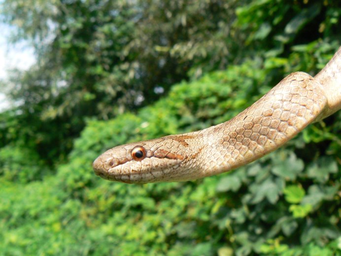 Земноводные змеи