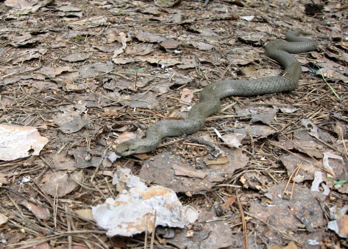 Веретеница и медянка