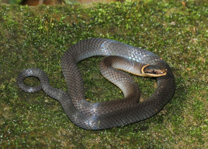 Королевская ошейниковая змея