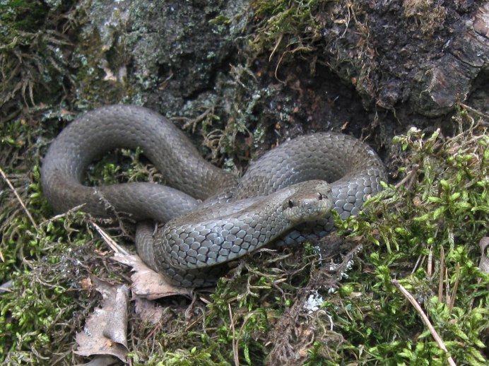 Обыкновенная медянка