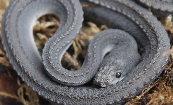 Яванский ксенодерм