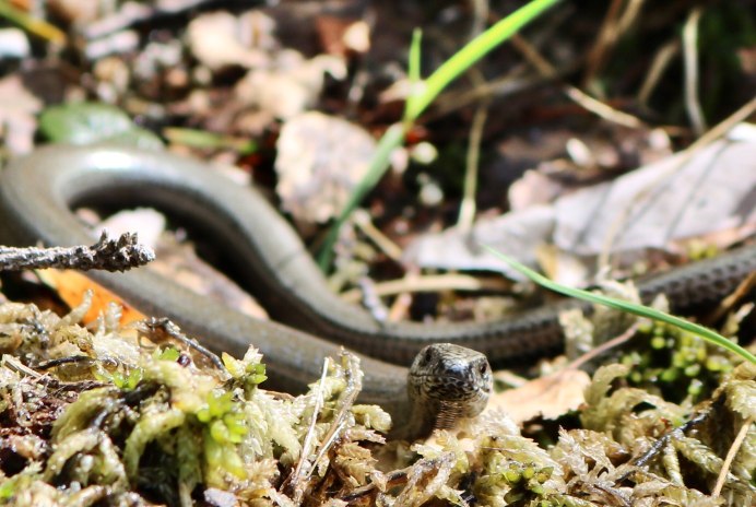Змеи Воронежской области медянка