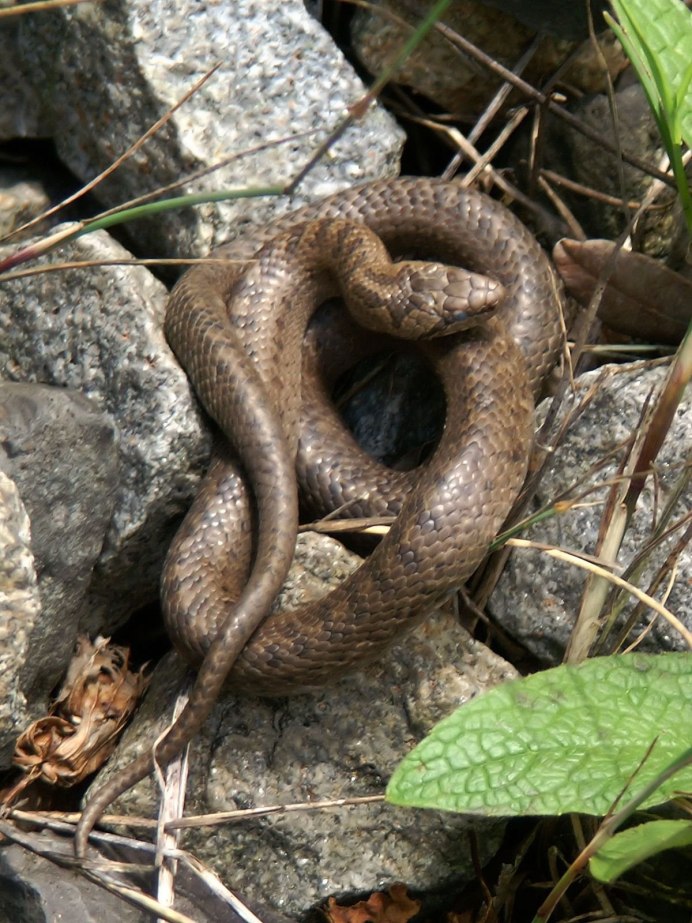 Гадюка медянка