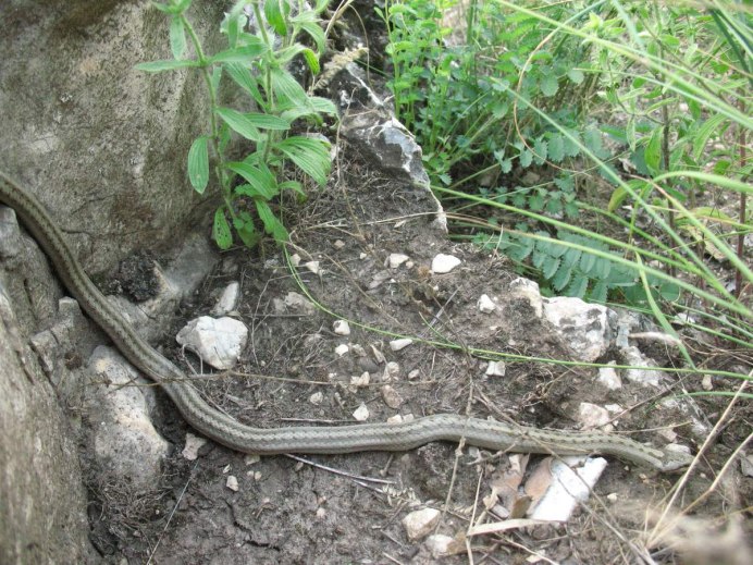 Гадюка, уж, веретеница, медянка.