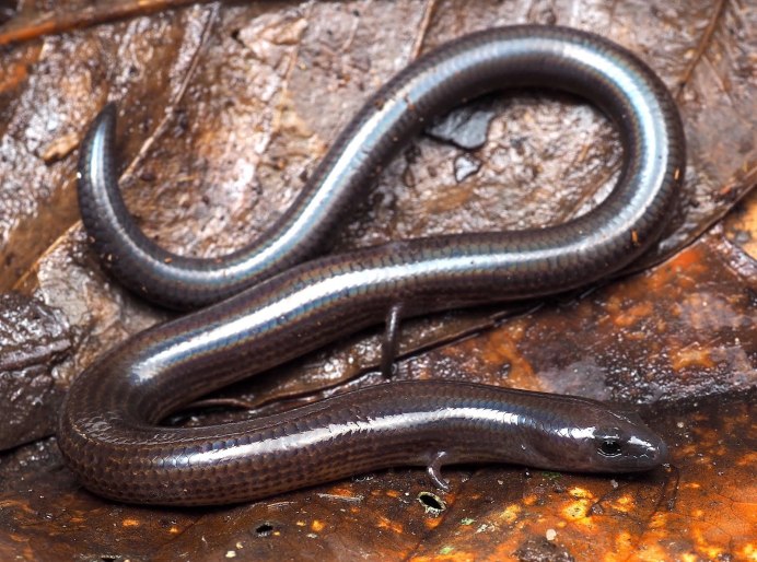 Чёрная вдова змея