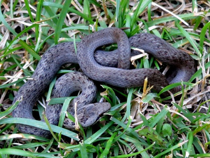 Медянка змея Уральская