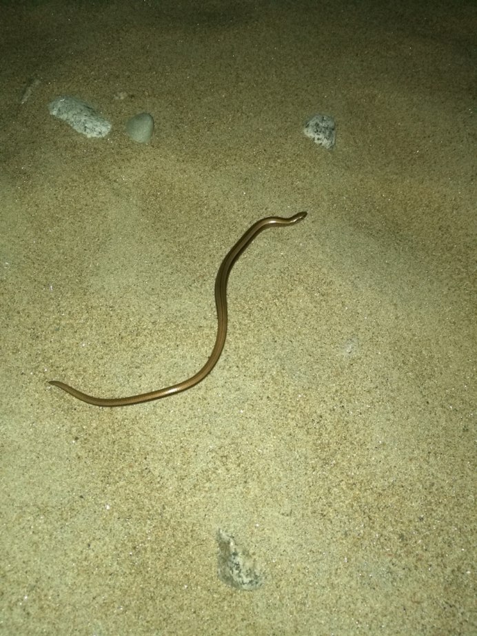 Медянка змея