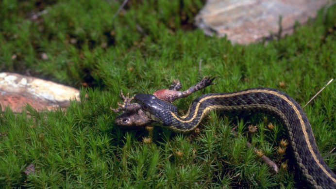 Детеныш змеи Медянки