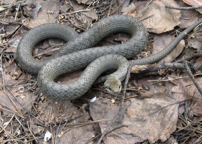 Гадюка медянка