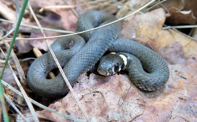 Веретеница голубая