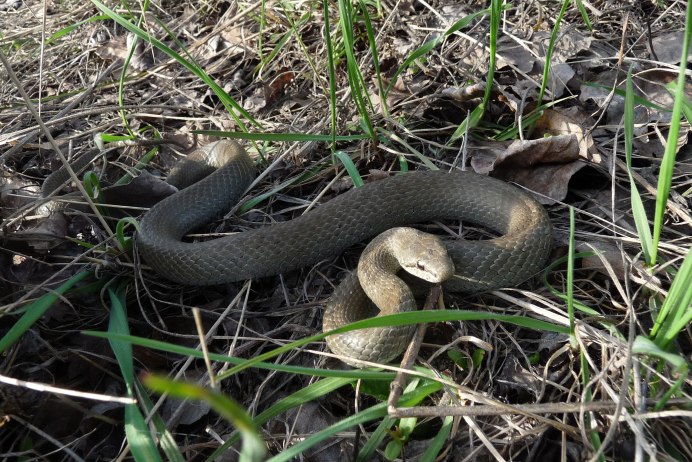 Веретеница ломкая ящерица