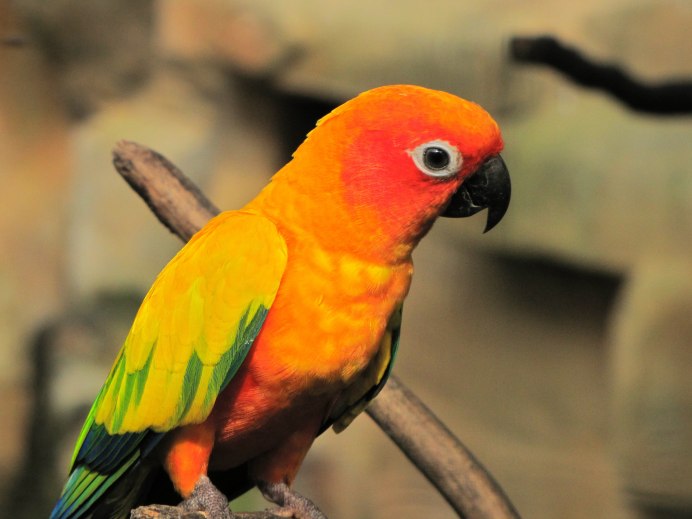 Jenday Conure