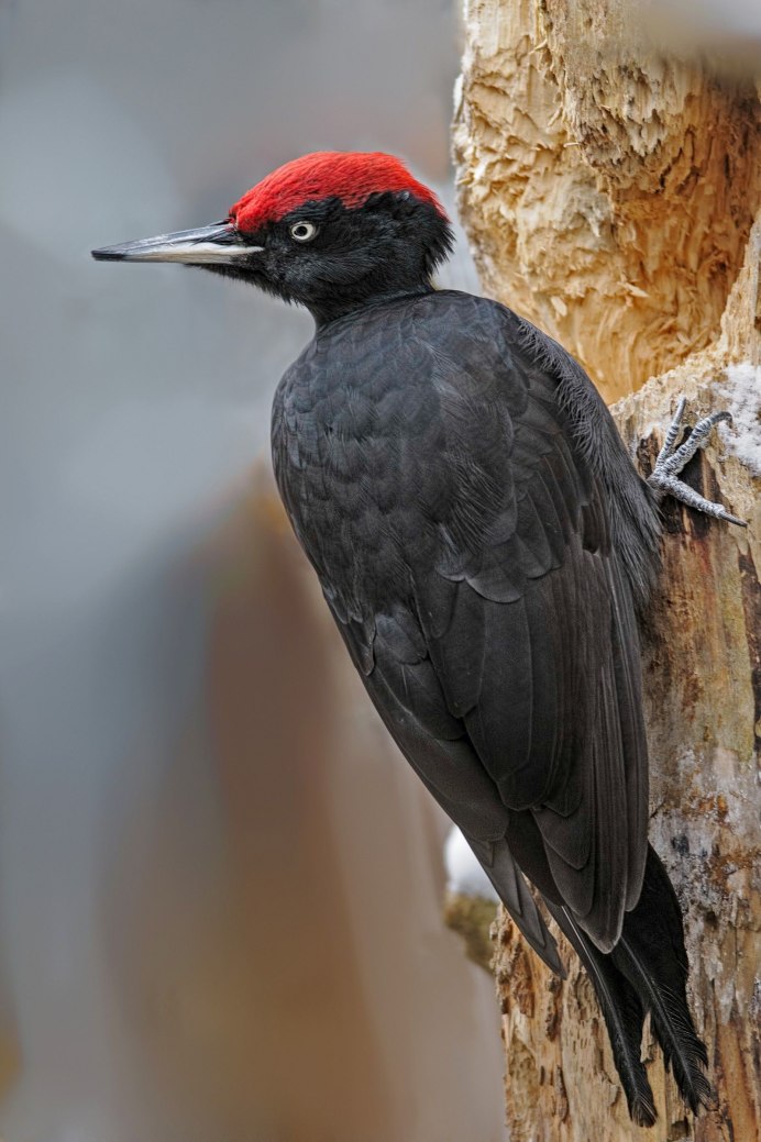 Императорский дятел (Campephilus Imperialis)