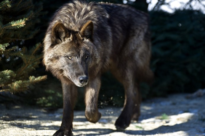 Canis Lupus Campestris