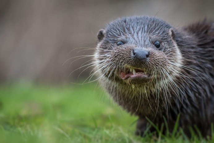 Выдры Otters