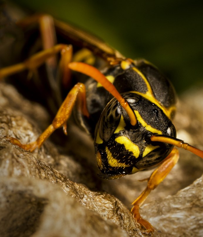 Шмель-плотник фиолетовый( Xylocopa violacea )