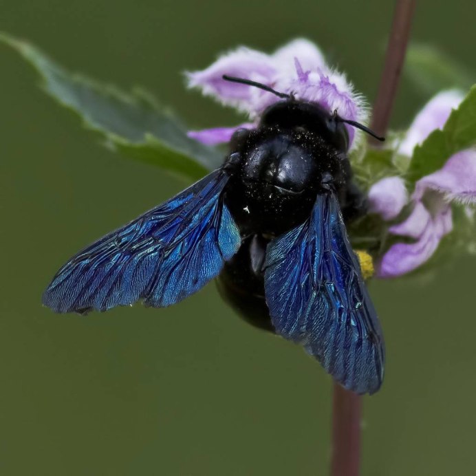 Краснокнижная пчела плотник