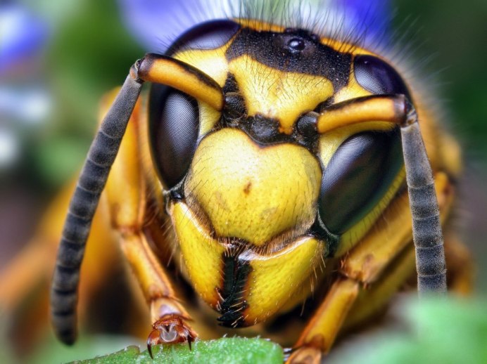 Пчела-плотник Xylocopa