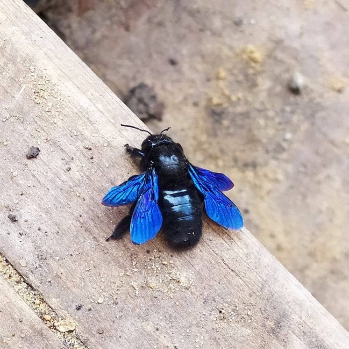 Пчела плотник красная книга