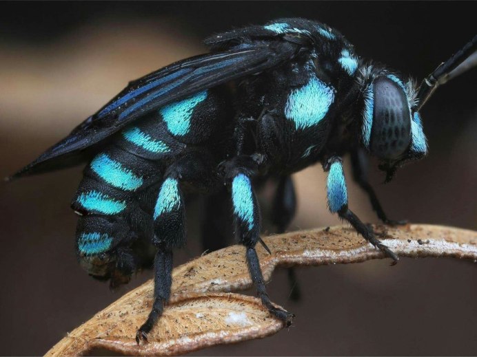 Xylocopa caerulea - пчела