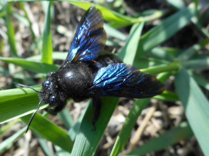 Голубая Оса