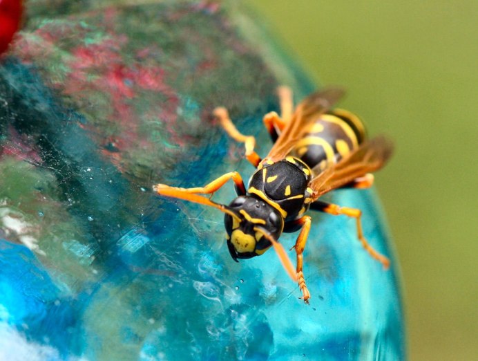 Пчела-плотник Xylocopa Valga