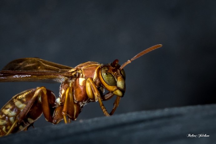 Голубая Оса