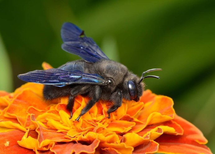 Черный Шмель плотник