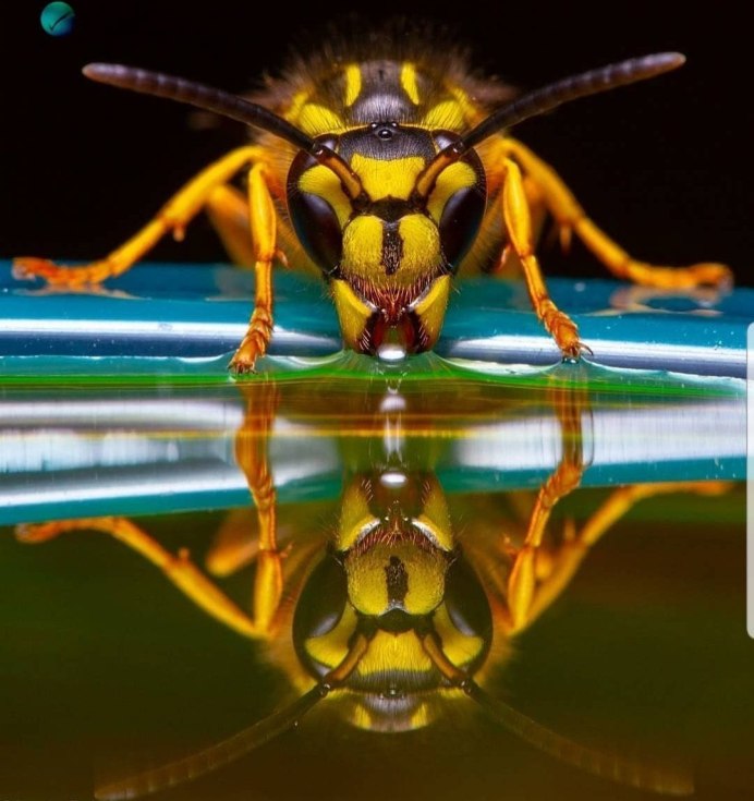 Ксилокопа пчела плотник