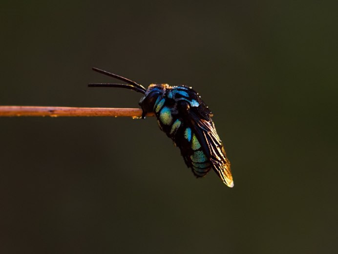 Пчела-плотник Xylocopa Valga Gerstaecker, 1872