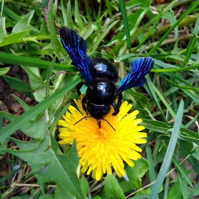 Пчела-плотник обыкновенная (Xylocopa Valga)