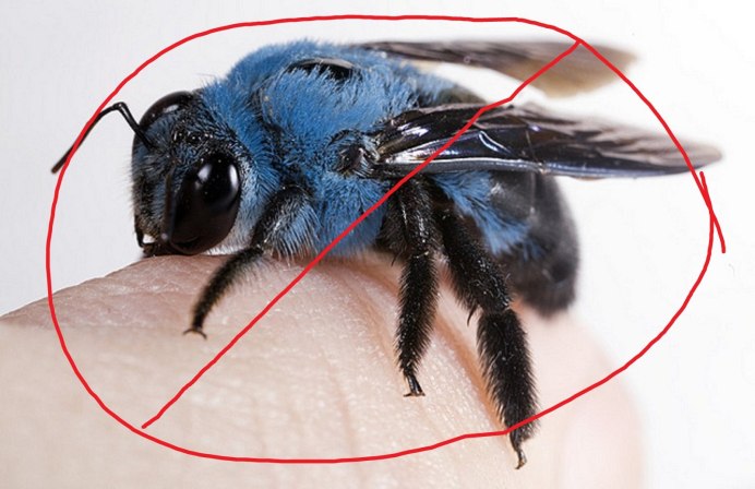 Азиатский Шершень Vespa mandarinia -