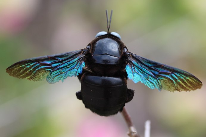 Шмель плотник ксилокопа