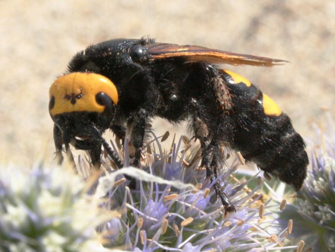 Шмель-плотник фиолетовый( Xylocopa violacea )