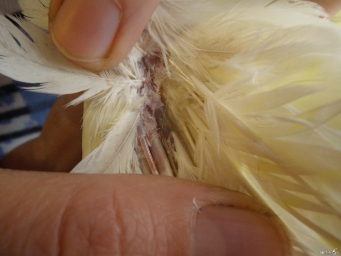 Очинный клещ