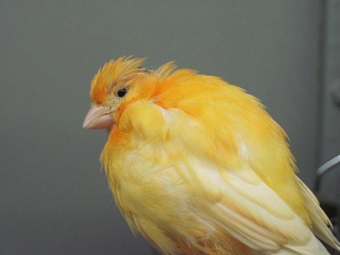 Хохлатая канарейка