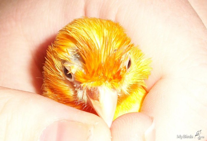 Клюв канарейки